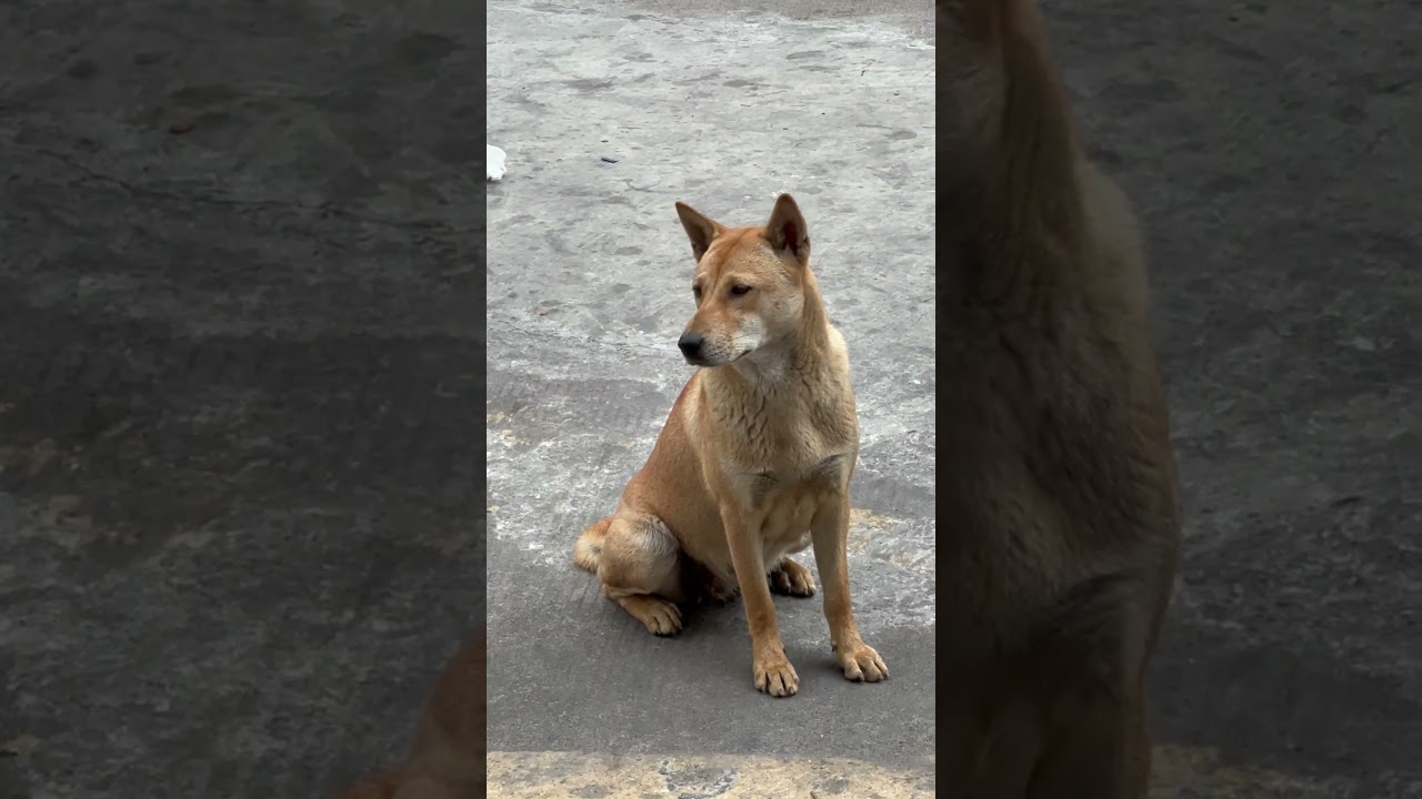 放養唐狗女在公厠門口好像正在等朋友#可愛 #唐狗 #放養#流浪#chinesedog#waiting#dogs#候