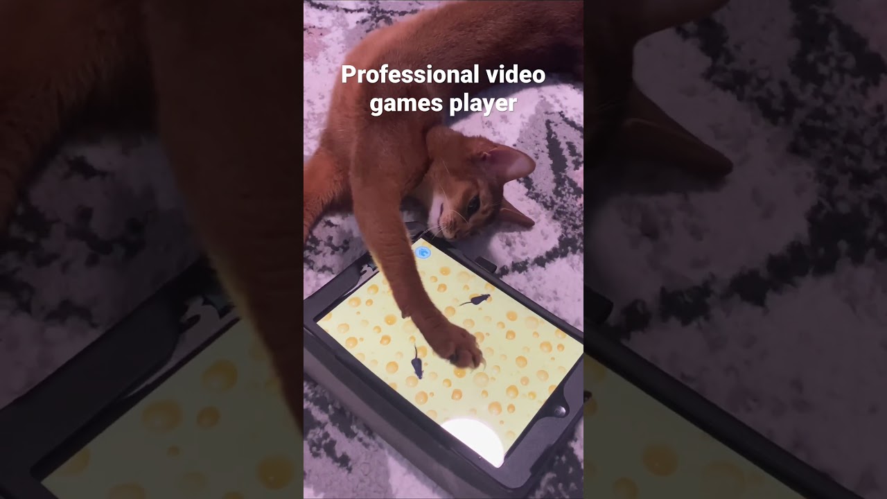 Cat playing video game 