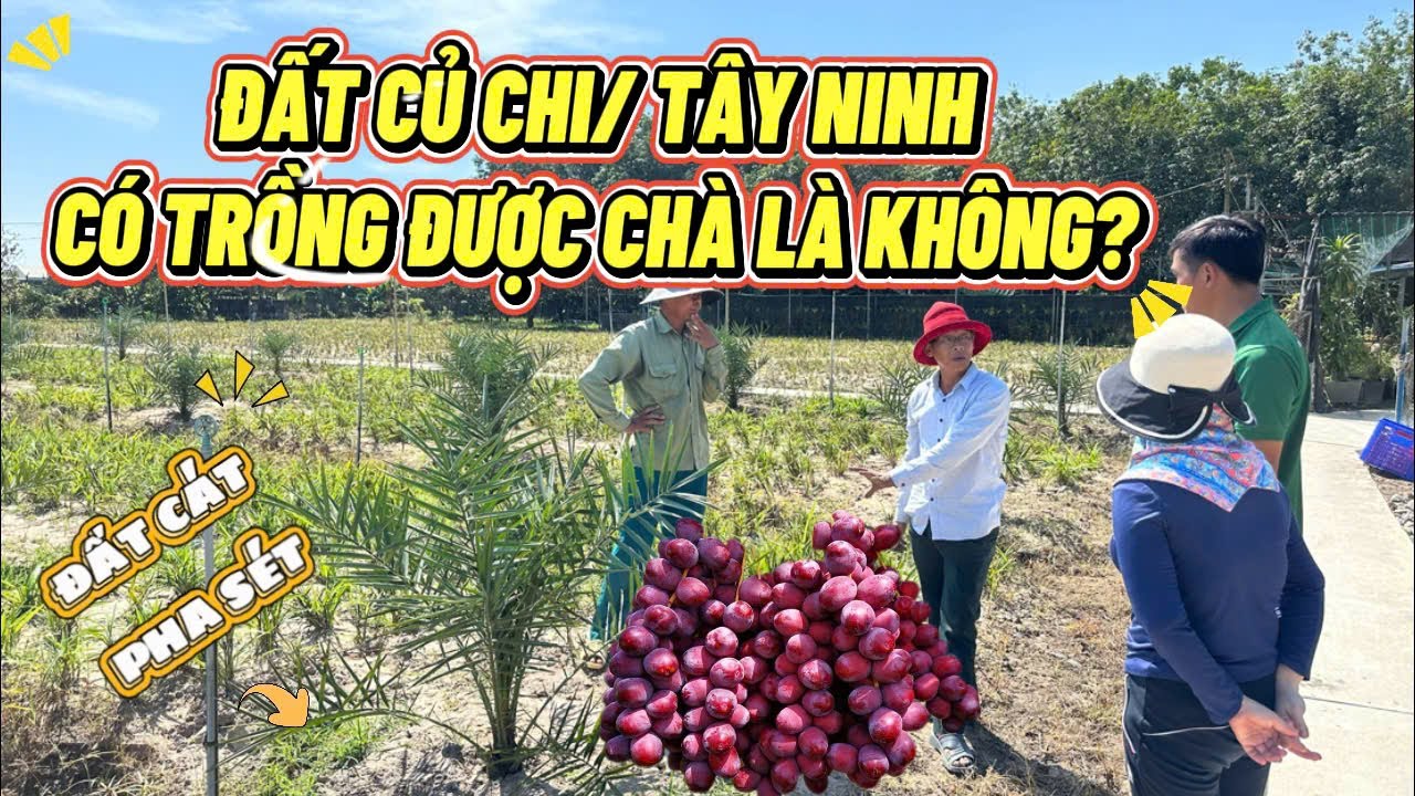 ĐẤT TRỒNG PHÙ HỢP CHO CÂY CHÀ LÀ |Thủy Khai Nguyên