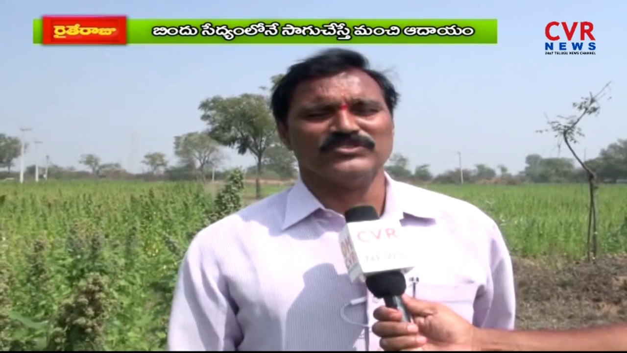 క్వినోవా సాగు l Full Details Of Quinoa Cultivation l Bellampally | Raithe Raju | CVR News