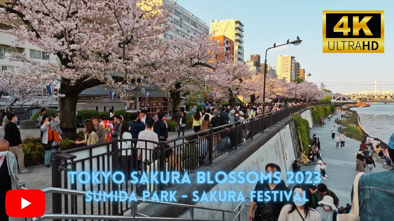 Tokyo Cherry Blossom 2023: Exploring the Sumida Park Sakura Festival [4K]!