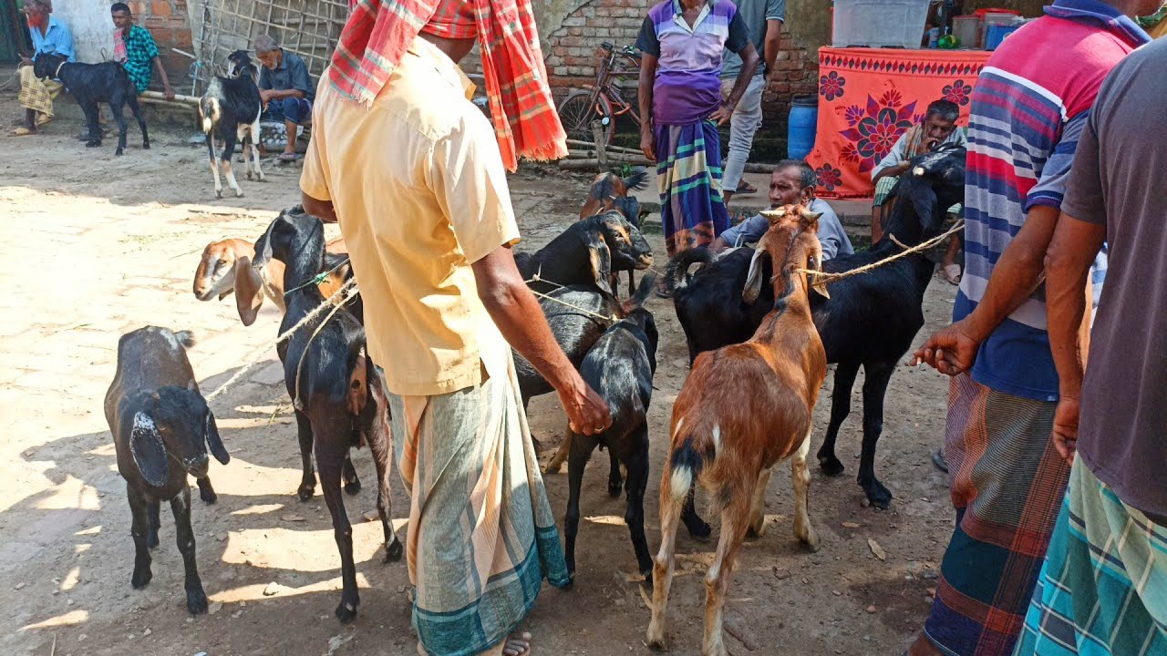 @ ১৪ জানুয়ারি ২০২৪ | মাএ ২ হাজার টাকায় ছাগল কিনুন | খামার উপযোগী পাঠা ও পাঠি ছাগলের দাম | ঝিনাইদহ