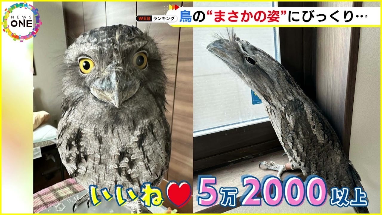 「敵だっ！」木の姿に“擬態”したガマグチヨタカのガブリエル君 音楽かけながら部屋へ来たご主人に焦る