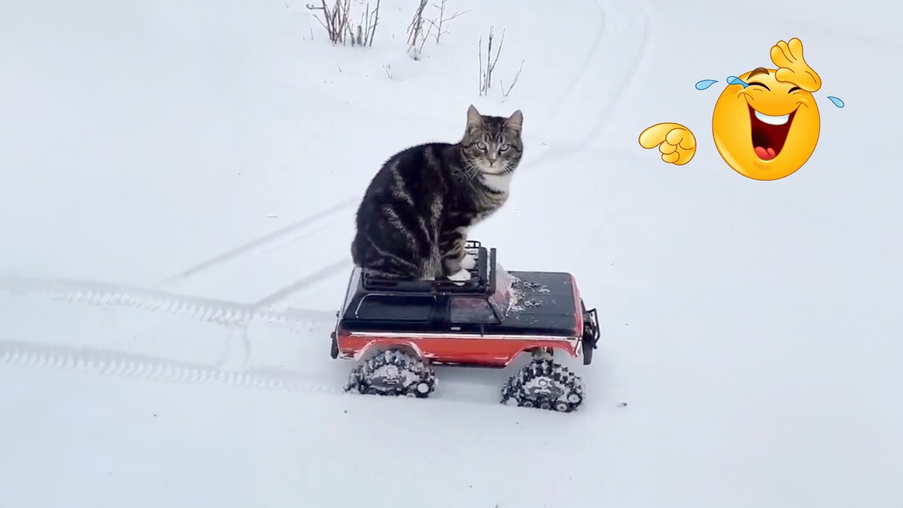 100% NEW Funny Cats & Dogs That Will Make You Laugh 😂