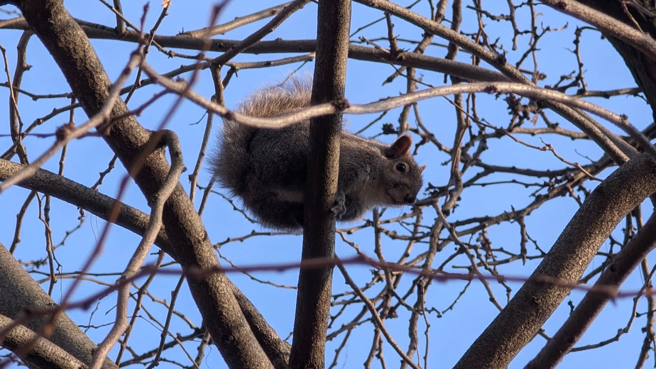 Have you ever had a dream that you  um you had