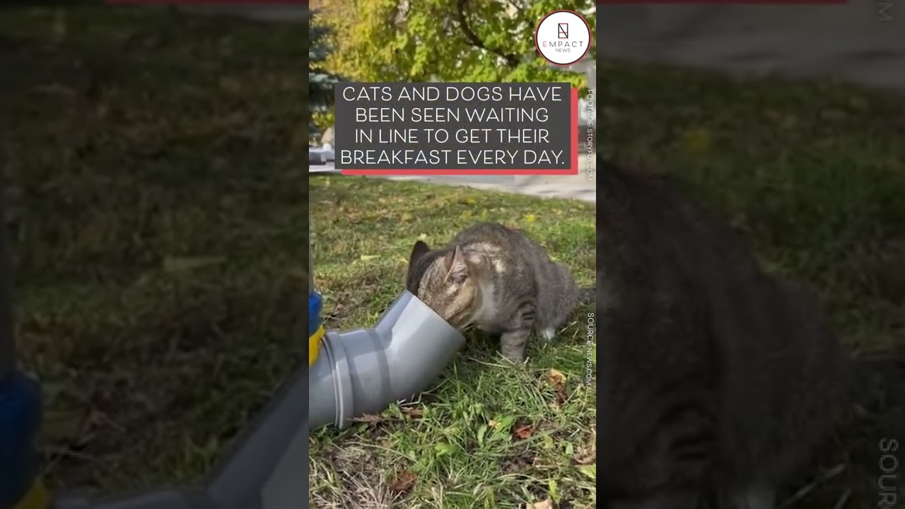 These Homeless Dogs in Ukraine Lined Themselves Up at a Feeding Station