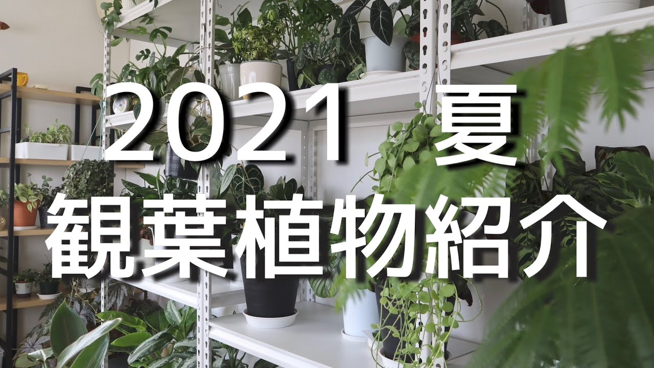 【観葉植物】2021年8月■お家に居る植物たち全種類集合だよ！