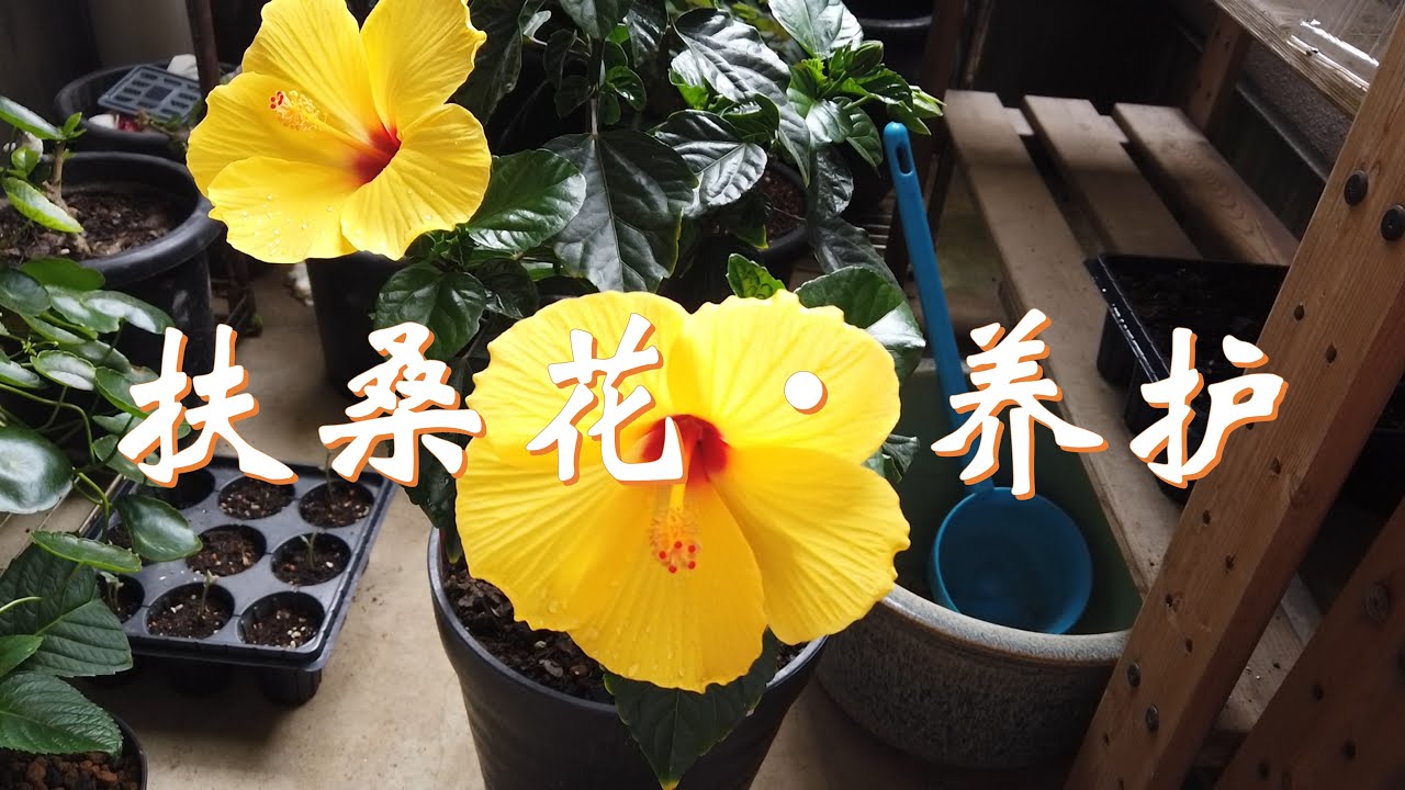 花店买回扶桑花之后必须要做的事，花前花后的养护方法