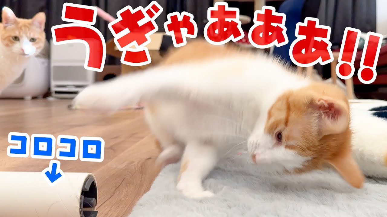 初めてコロコロに触れた子猫の様子がおかしくなってしまいました…