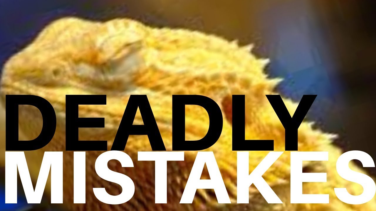 6 DEADLY Brumation Mistakes