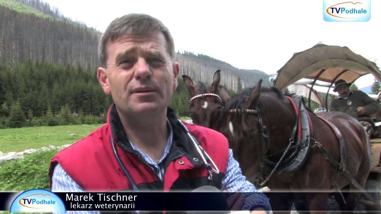 Badania koni w Morskim Oku