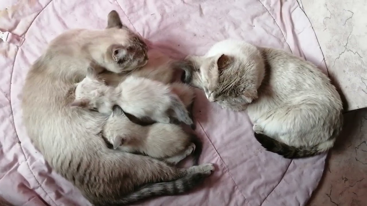 +994р. Дмитрий Александрович П. 🐈СПАСИБО!!! на Сбербанк 2202203654418625 Елена К. 5 марта 2026 г.