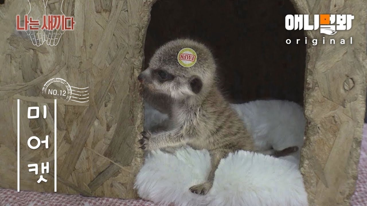 Я 25-дневный Меркат