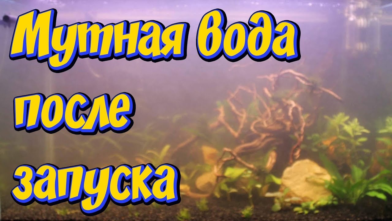Мутная вода в новом аквариуме после запуска!  Причины помутнения воды в аквариуме!! Что делать!
