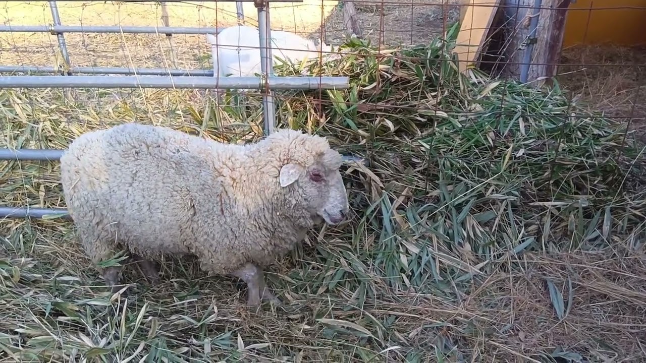 ヒツジさん2026年2月17日