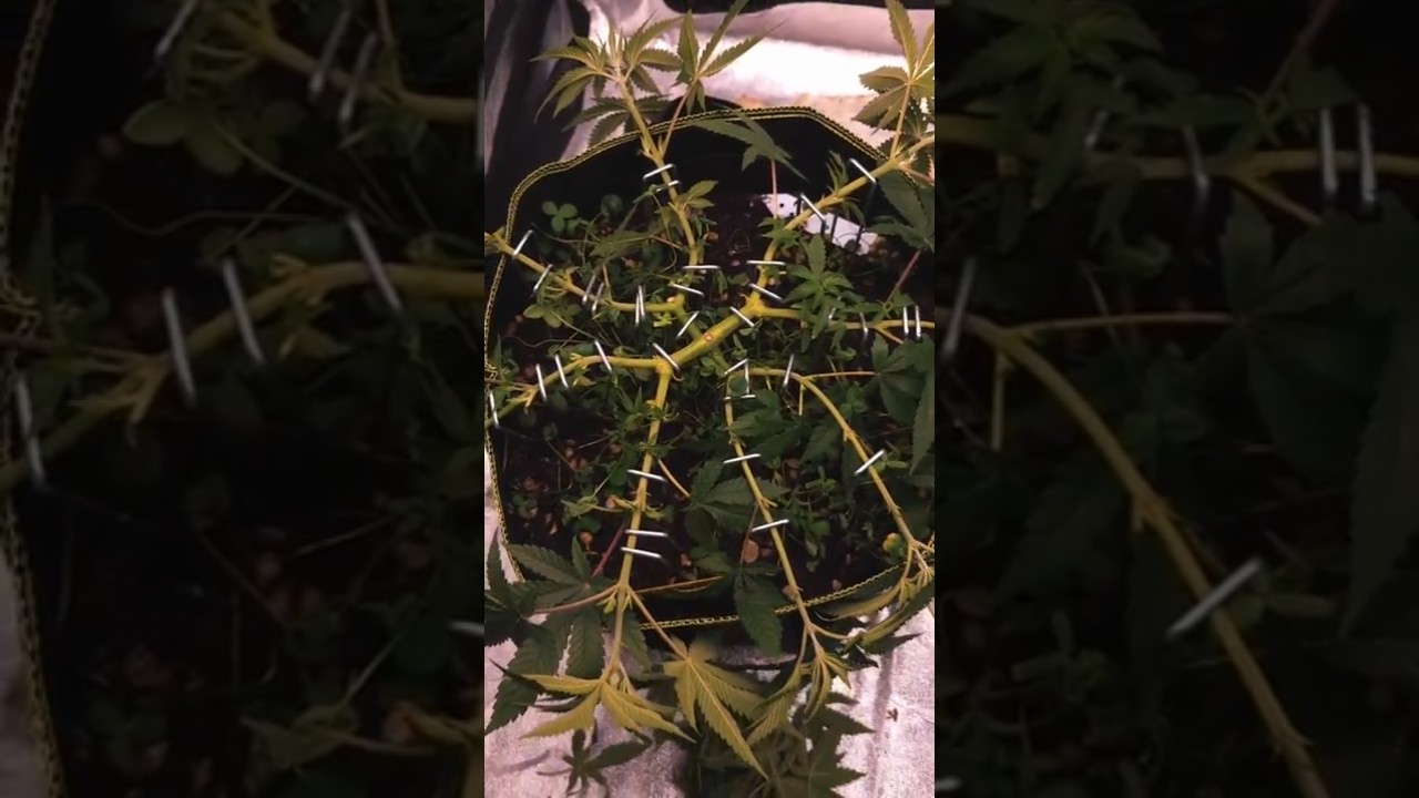 #lemon #cherry #runtz #420growers #growupdate #viralvideo #420