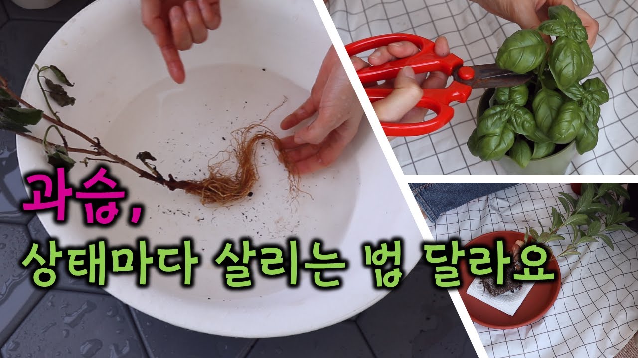 과습 식물 살리기, 초간단, 단계별로 살리는 방법