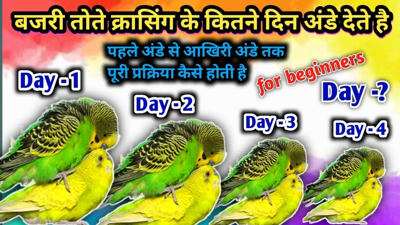 बजरी तोते क्रासिंग के कितने दिन बाद अंडे देते है // bajrigar birds egg laying process