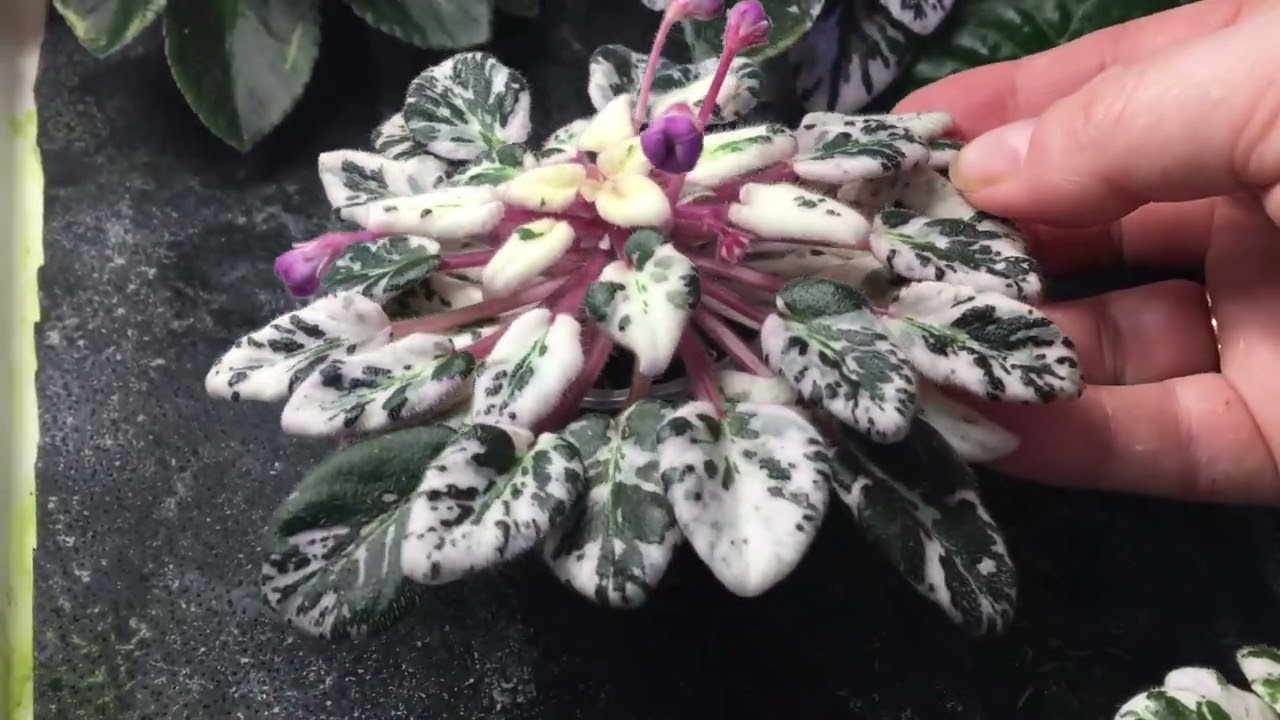 Мини фиалки. разбор полок с растениями. уход и укоренения. mini violets.mini plant.
