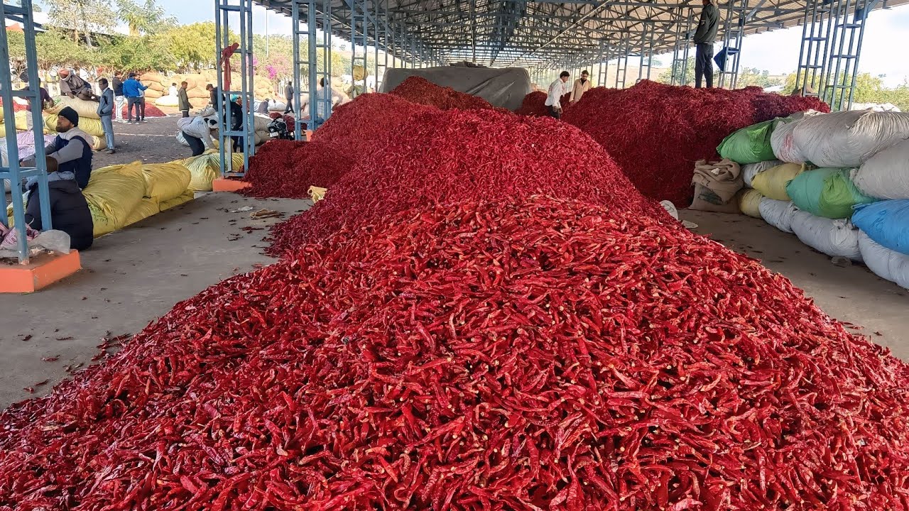 20 जनवरी 2026  कुक्षी अंबाडा मिर्ची मंडी भाव || Mirchi mandi Bhav today || Red Chilli Rate kukshi 