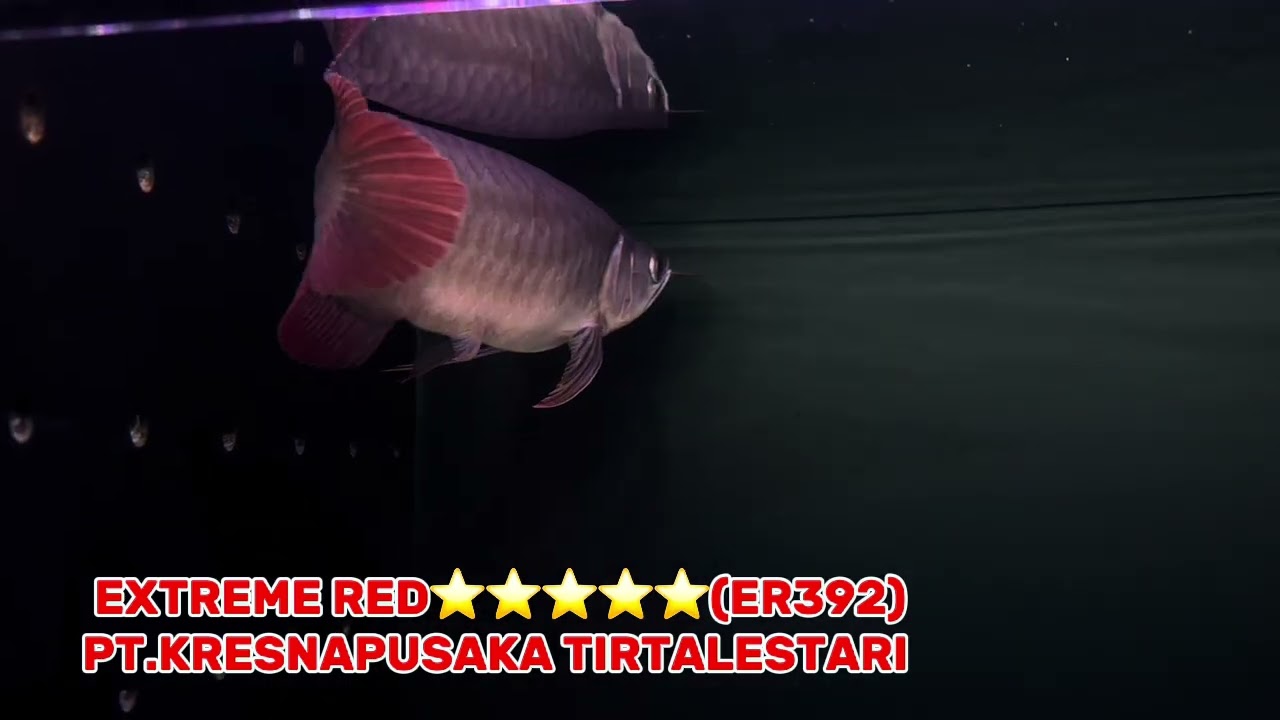 エキストリームレッド⭐️⭐️⭐️⭐️⭐️(ER392) #アジアアロワナ #アロワナ #クレスナ #エキストリームレッド #紅龍