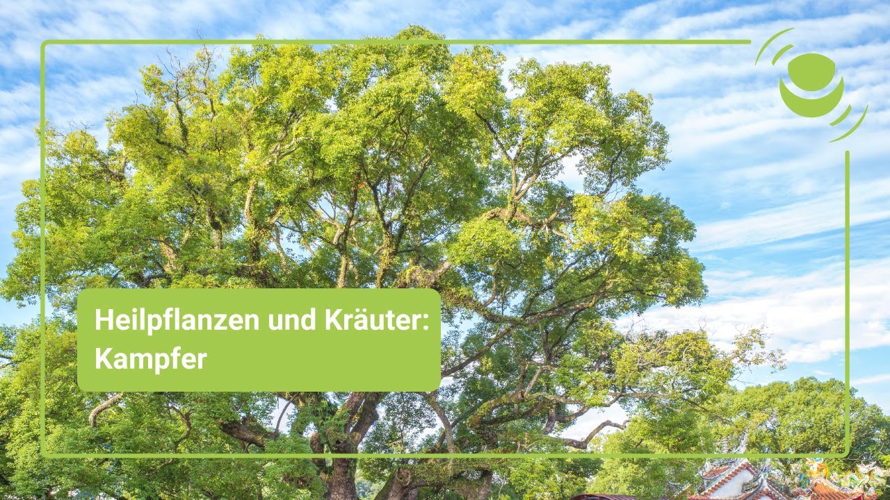 Kampfer &ndash; Alles, was du &uuml;ber seine Wirkung wissen solltest.