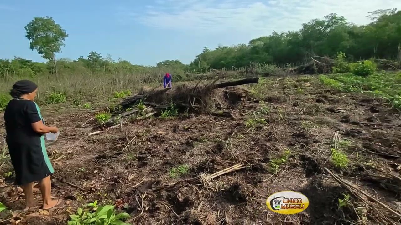 DIA DE PLANTAR A OUTRA ROÇA