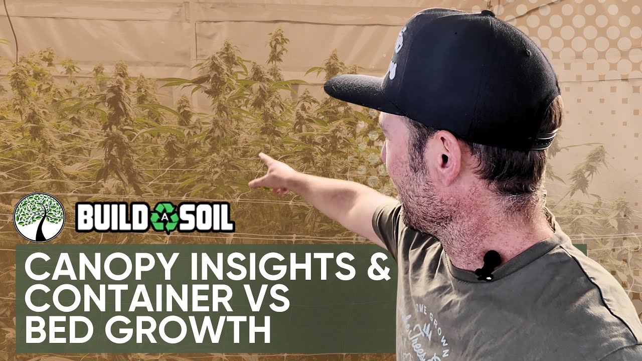 BuildASoil: 10x10 Series Update // Container vs Bed Growth Observations