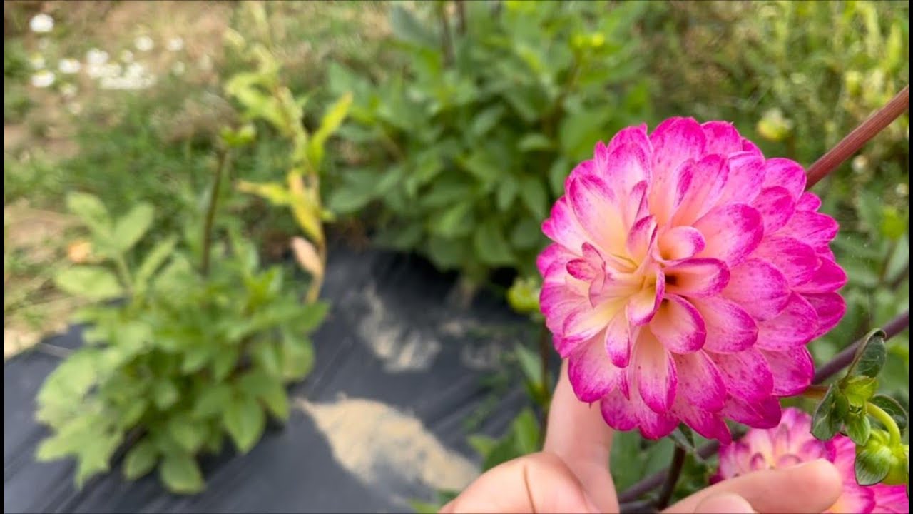 🤭😅😍🤪Cueillette de Cergy اقطف الخضر والفواكه وحدك دون بائع في