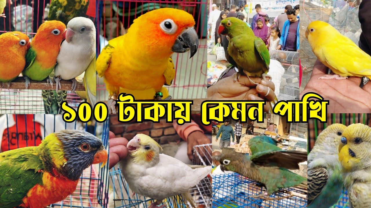 টেম ককাটেল,টিয়াপাখি মেরাদিয়া হাটে || মেরাদিয়া পাখির হাট || Meradia pakhir hat || Osthir pakhi