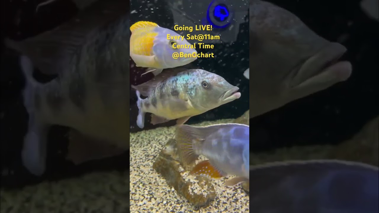 Going LIVE SAT@11am Central 