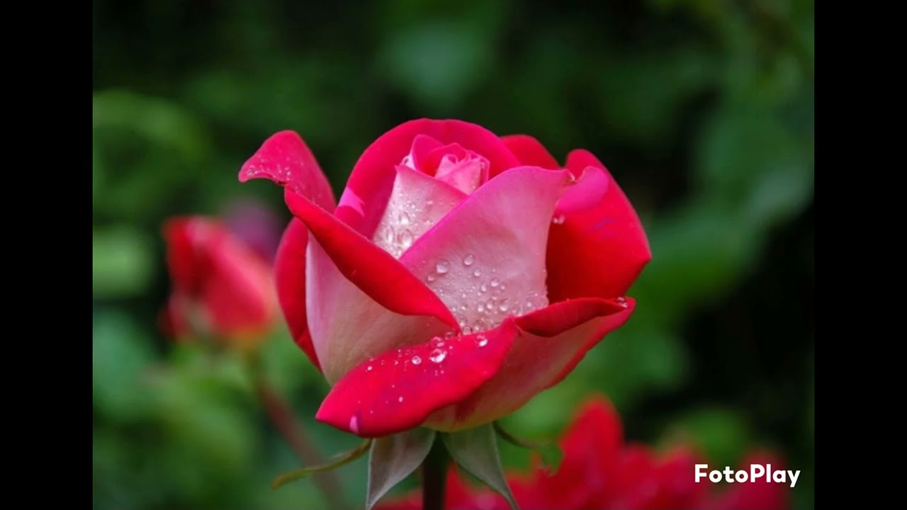 PREM-DIBOSH.......by Banasree Bhattacharya. 