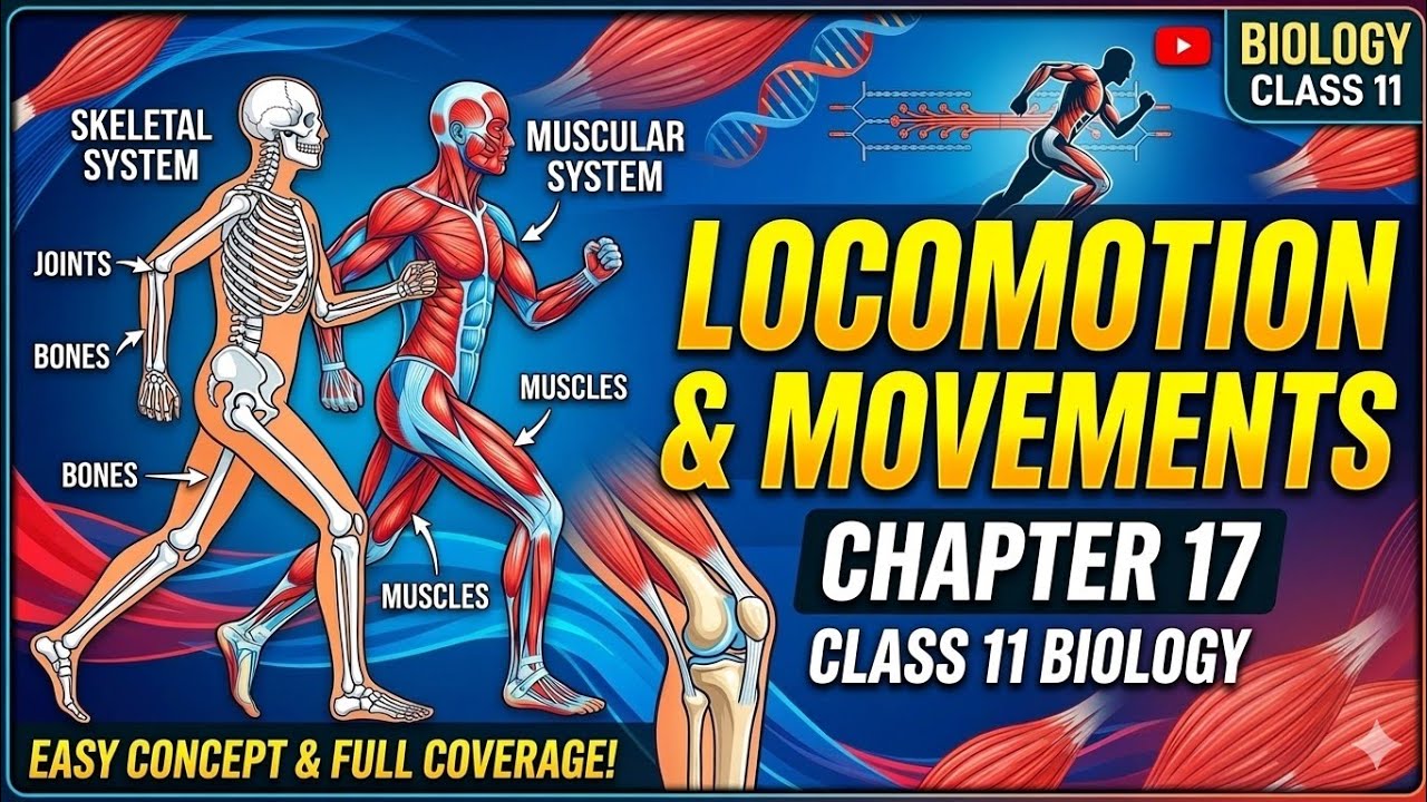 Locomotion and movements Class 11 | Biology ch. 17 