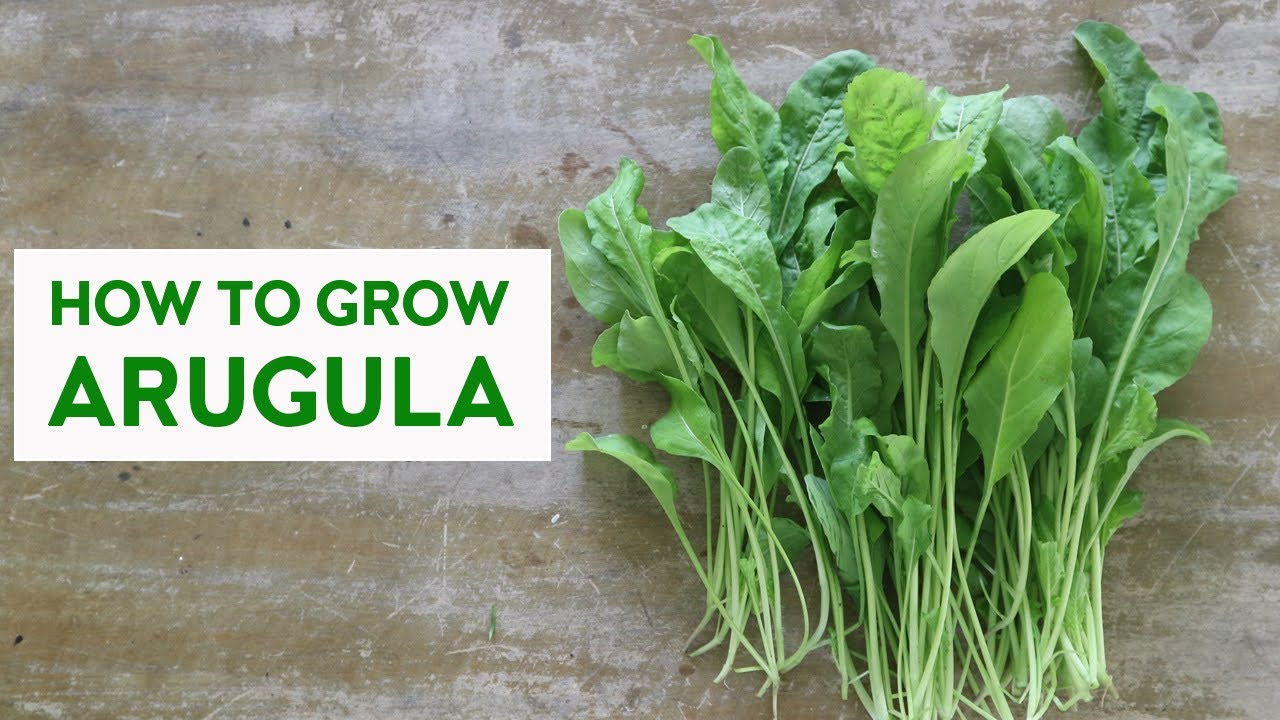 PAANO MAGTANIM NG ARUGULA
