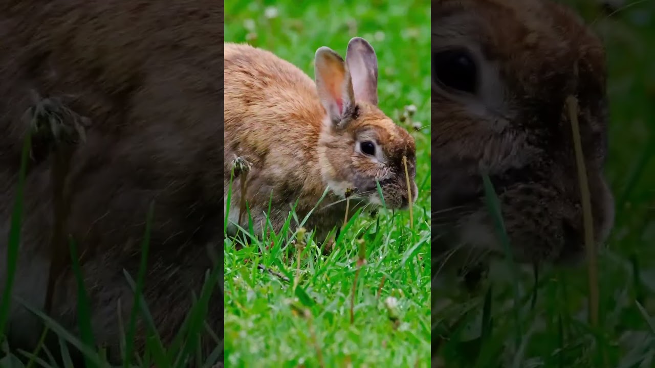 Raising Rabbits Naturally