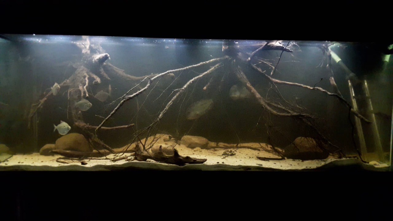 Hoplarchus psittacus & Metynnis hypsauchen