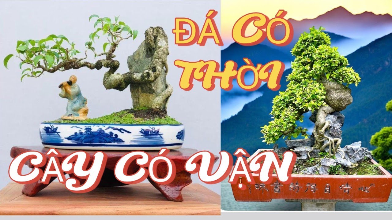 Bonsai Phụ Thạch: Nghệ Thuật Cây Bám Đá Và Triết Lý Sống Thuận Thời#bonsaivietnam #caycanh