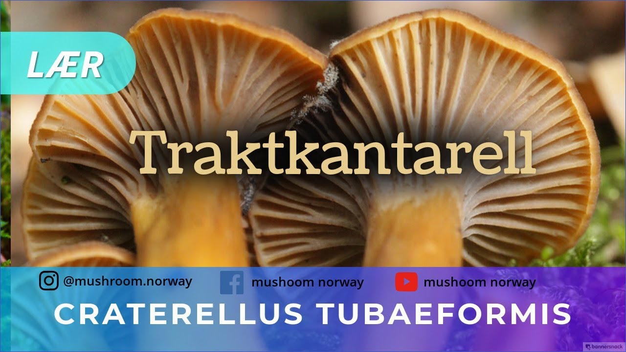 L&aelig;r Traktkantarell (Craterellus tubaeformis) (Matsopp)