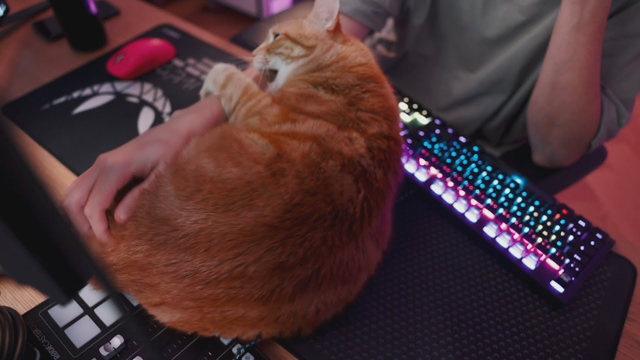 Wilson di algo..🧡🐱