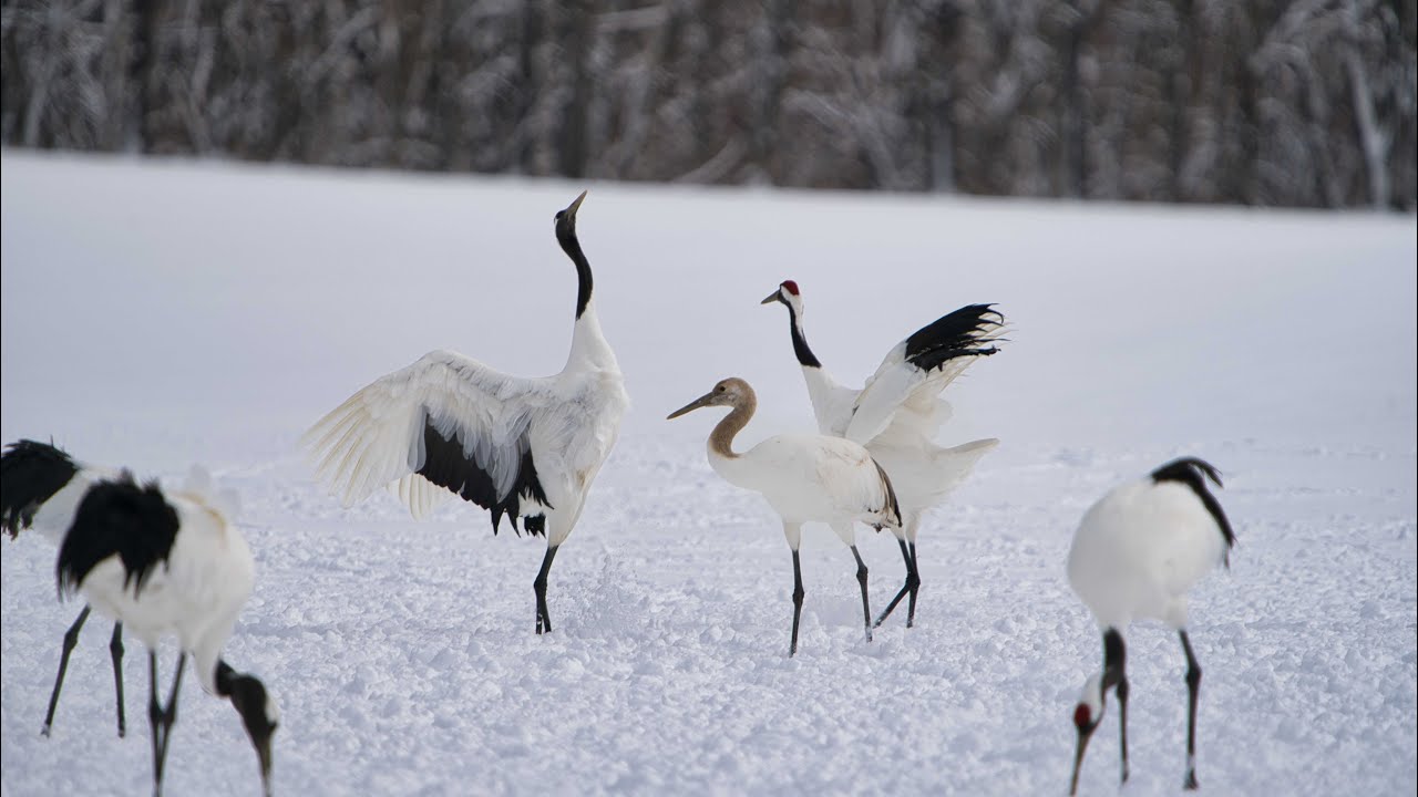 4K 北海道的冬季 : 寶石冰與丹頂鶴 Winter in Hokkaido : Jewelry Ice & Grus Japonensis