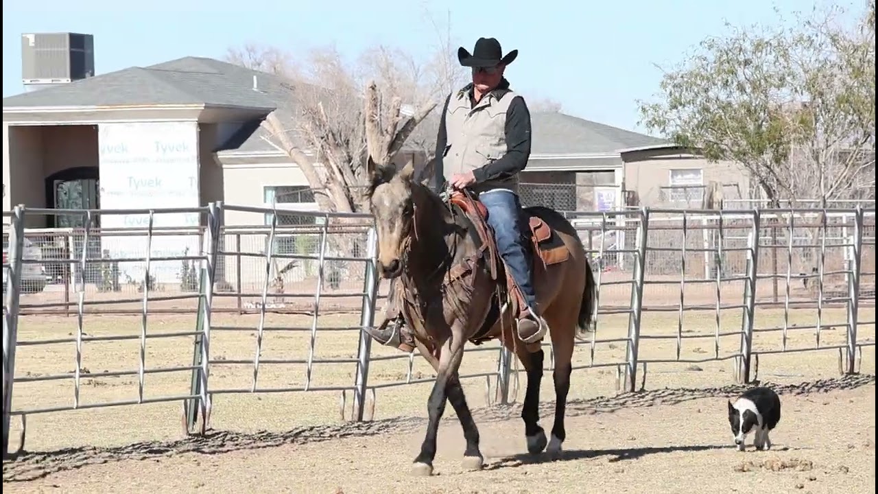 HIP #32 "King" Sells at Heritage Livestock's Winter Select Sale | Feb. 21st | Carthage, MO