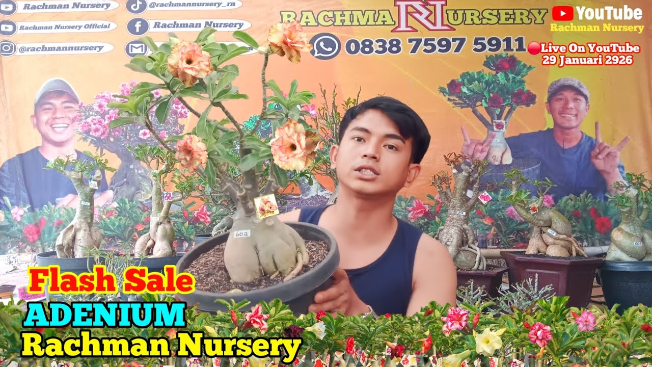 🔴 Live Flash Sale Adenium Bunga Tumpuk Dan Karakter (29 Januari 2026)
#rachmannursery #adenium