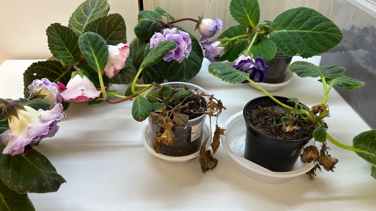 У Глоксинии пятна на листьях. О чем это говорит