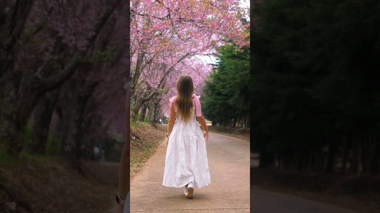 SAKURA HANAMI 🇯🇵 Święto Kwitnącej Wiśni #shorts