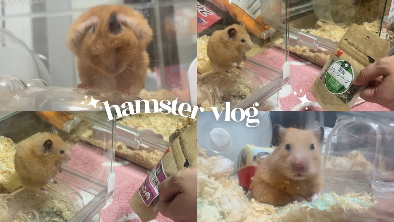 【話が聞けるキンクマ】ご飯大量差し入れ🥣♡コーン好き🌽