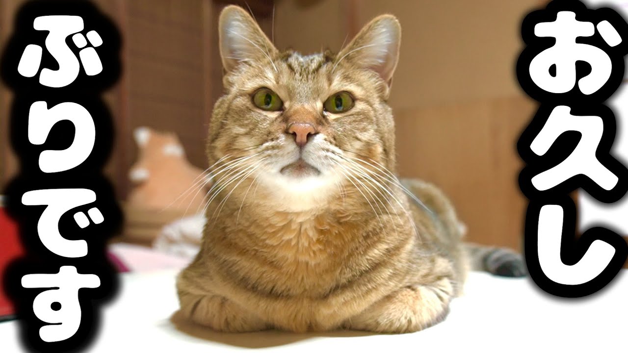 最近の猫ッチョファミリーについてお話しします