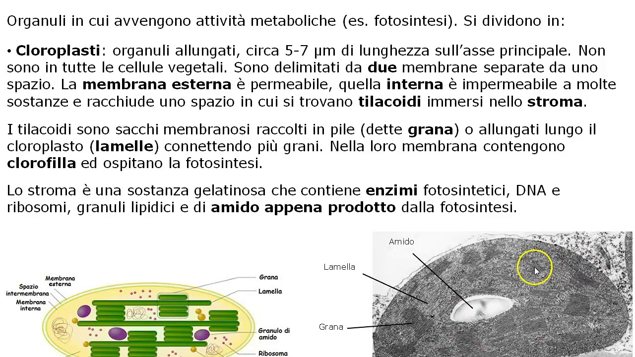 Plastidi - Cellula vegetale 1A