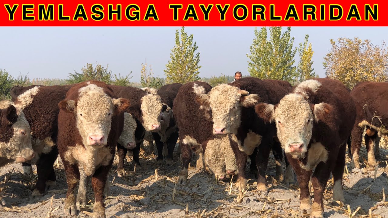 Shoshiling tozza GREYFORD BUKALAR keldi ☎️ +998 90-231-02-25