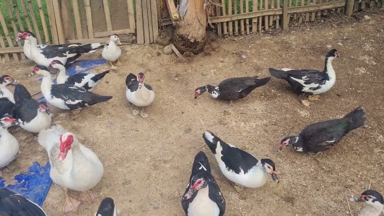 Secret to Profitable Duck Farming! Easy & Low-Cost Method You Must Try! 🦆💰