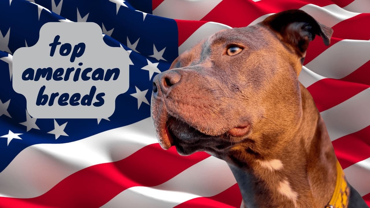 Best American Dog Breeds - Top Breeds from the USA !by-animalwondery*